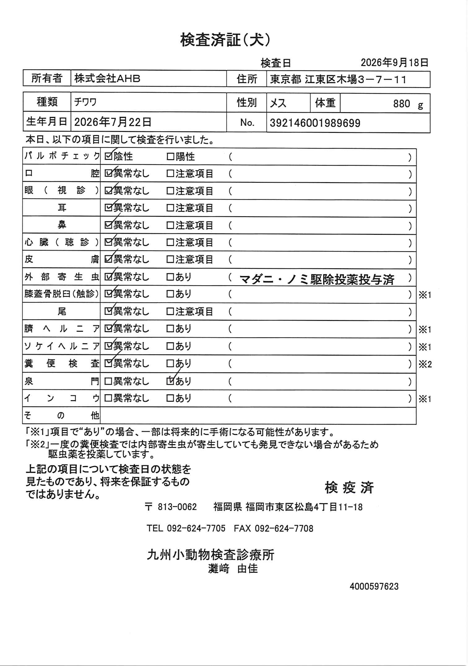 チワワ