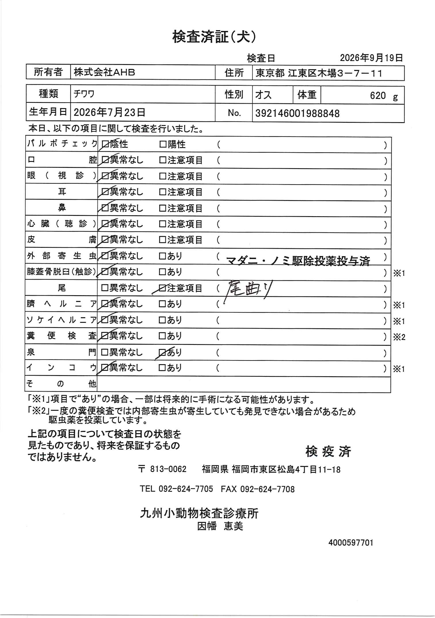 チワワ