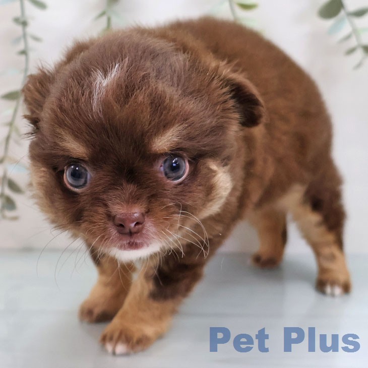 チワワの写真2