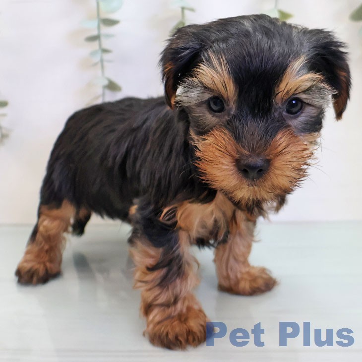 ヨークシャー・テリアの写真2
