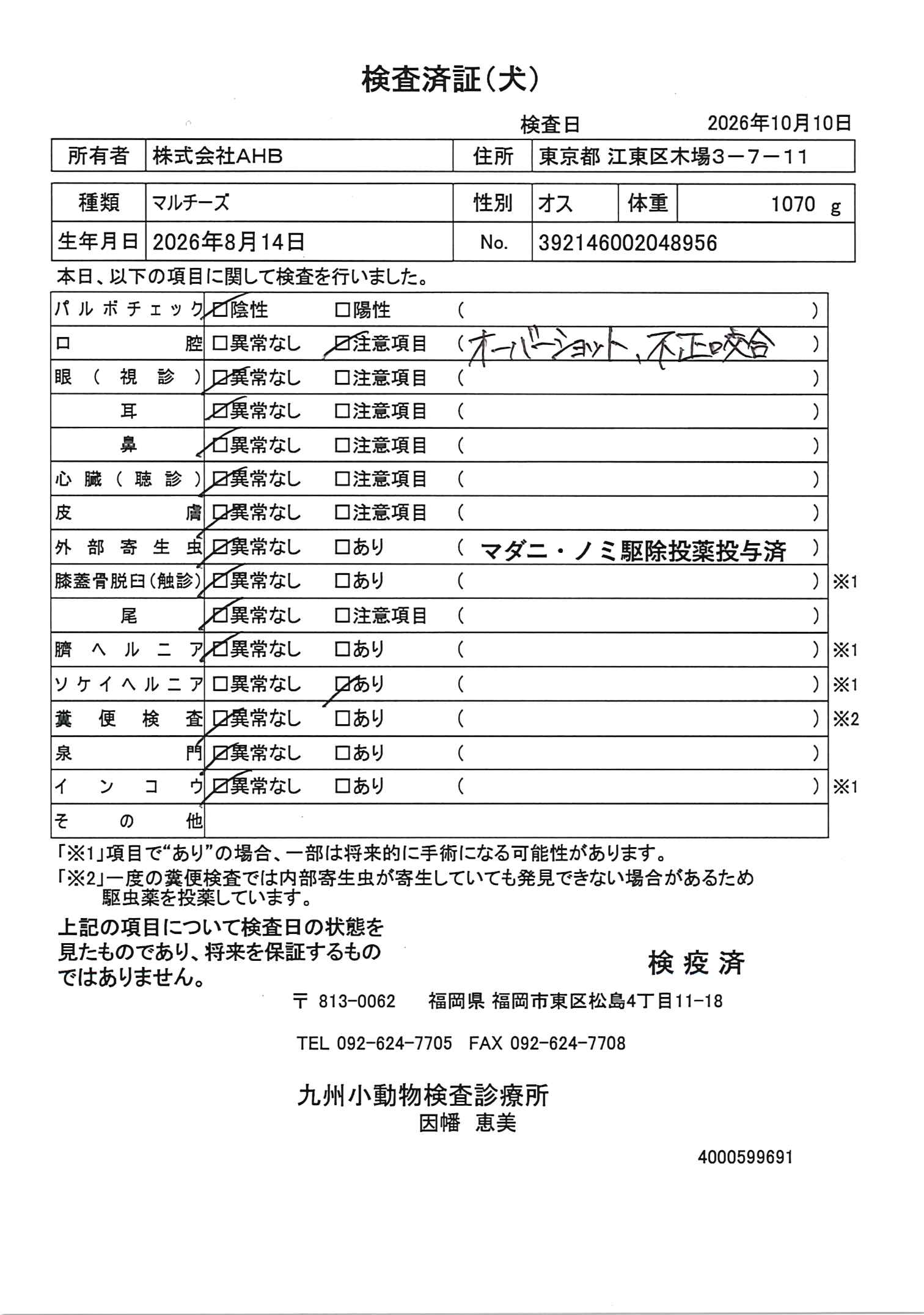 マルチーズ