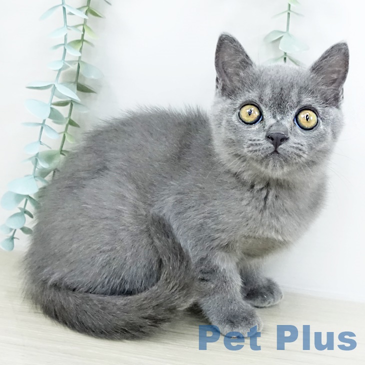 ブリティッシュショートヘア