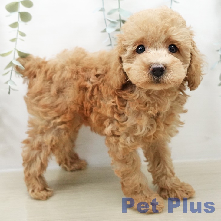 トイ・プードル