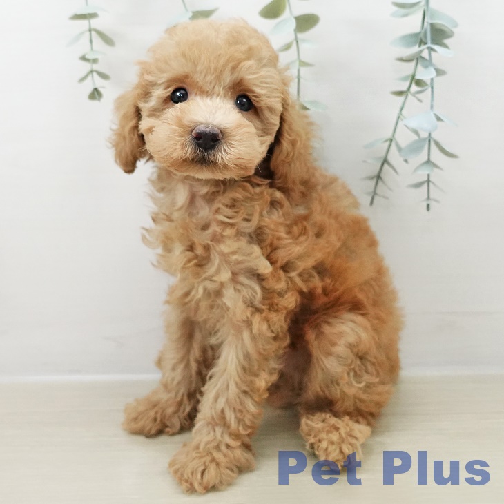 トイ・プードルの写真2