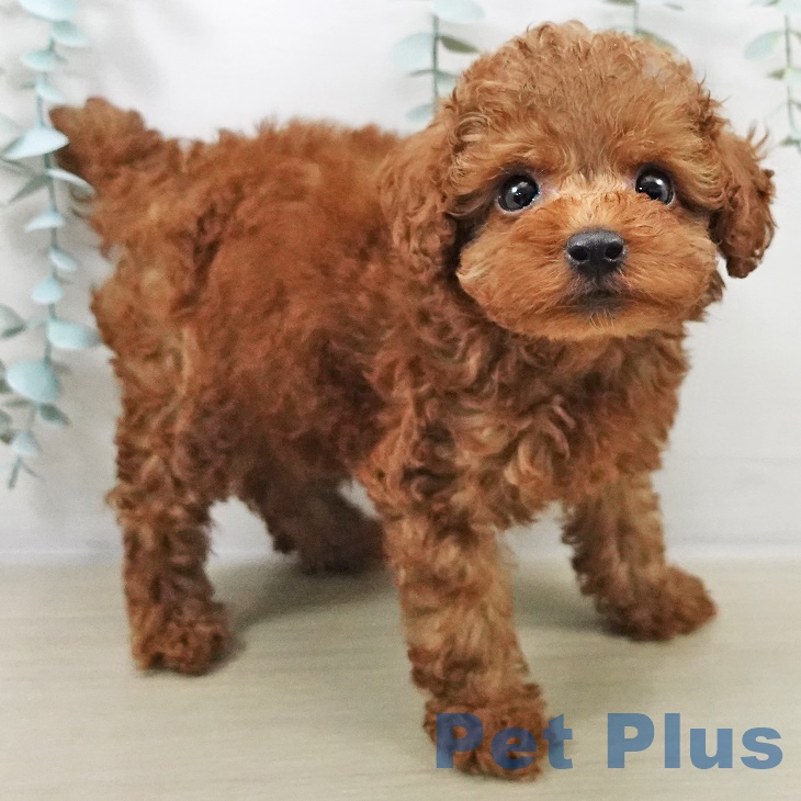 トイ・プードルの写真2