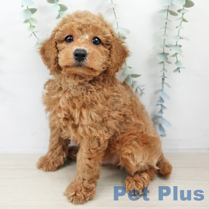 トイ・プードル