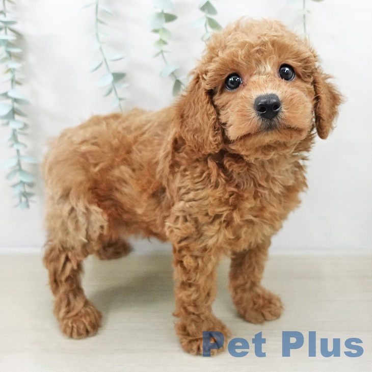 トイ・プードルの写真2