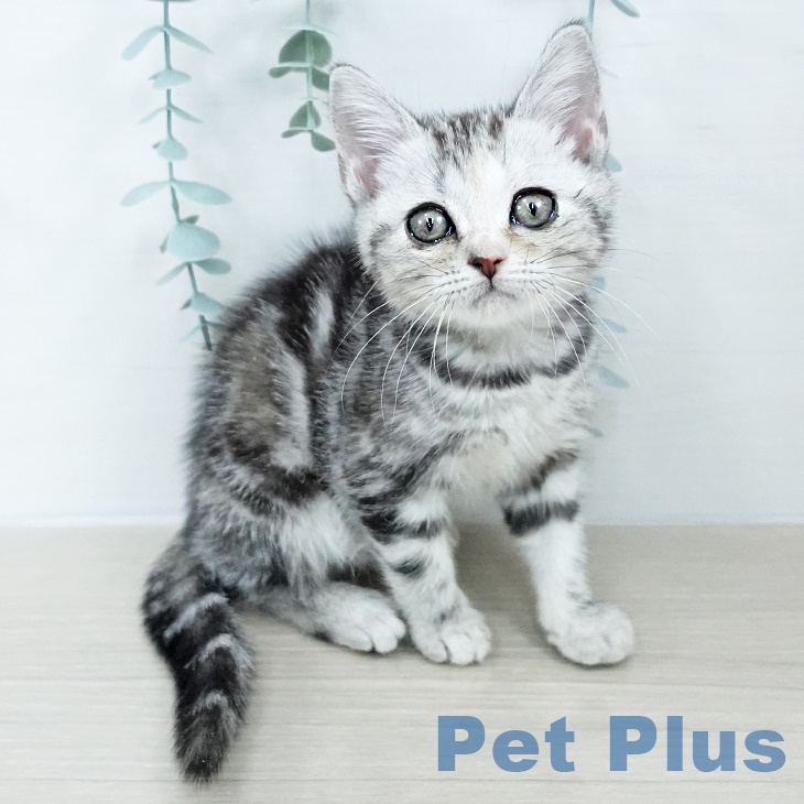 アメリカンショートヘア