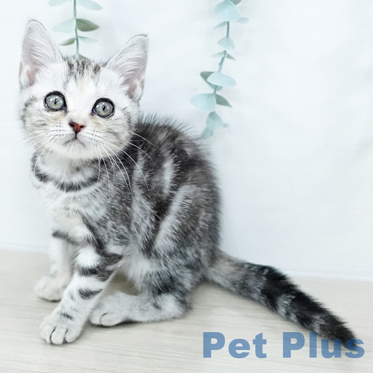 アメリカンショートヘアの写真2