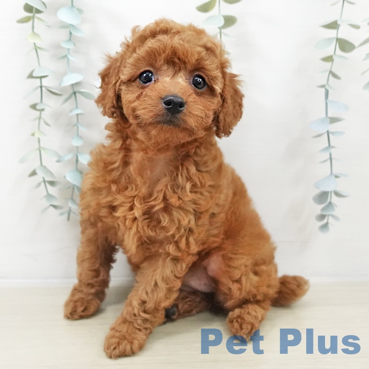 トイ・プードル