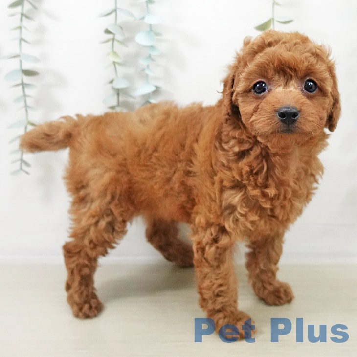 トイ・プードルの写真2