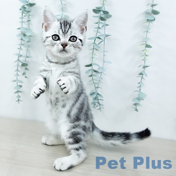 アメリカンショートヘア