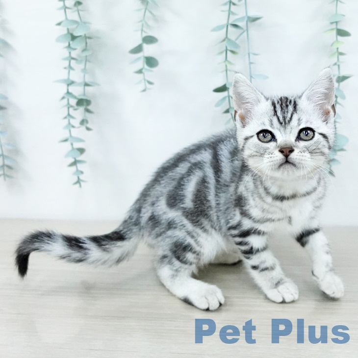 アメリカンショートヘアの写真2