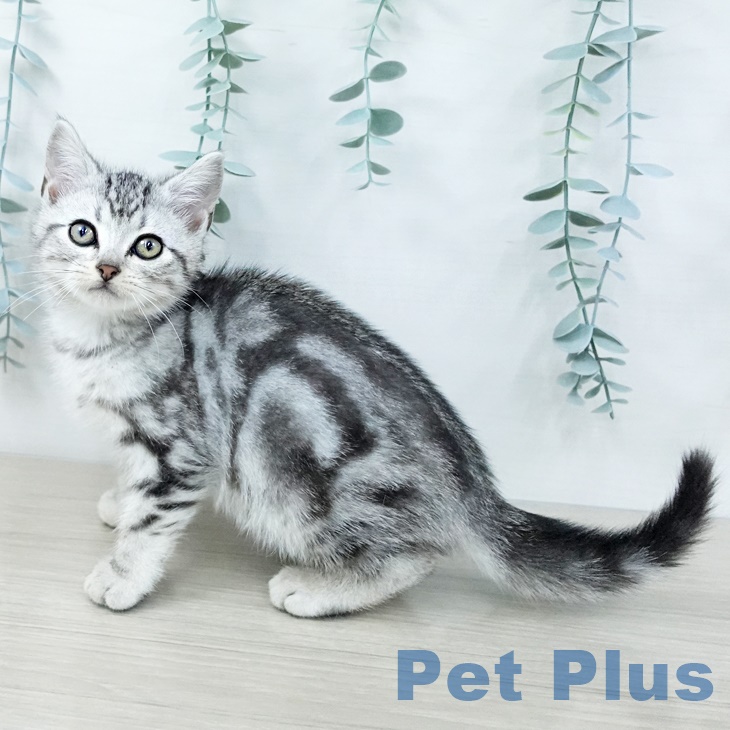 アメリカンショートヘア