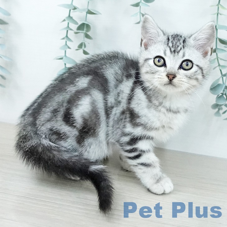 アメリカンショートヘアの写真2