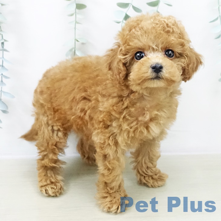 トイ・プードルの写真2