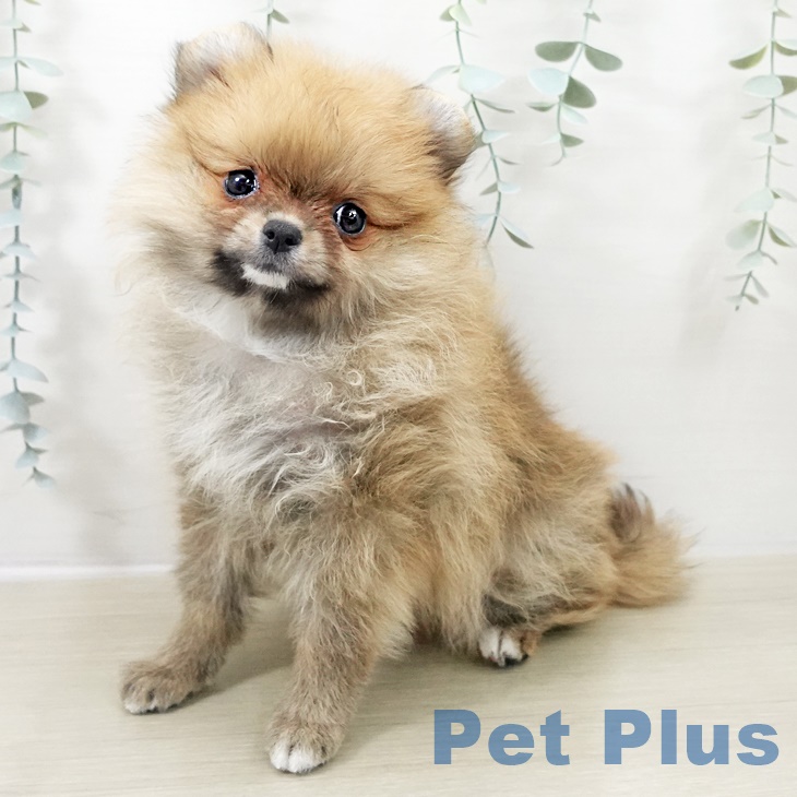 ポメラニアンの写真2