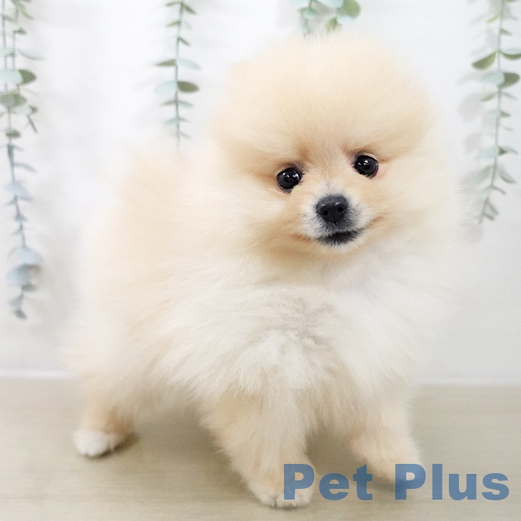 ポメラニアンの写真2