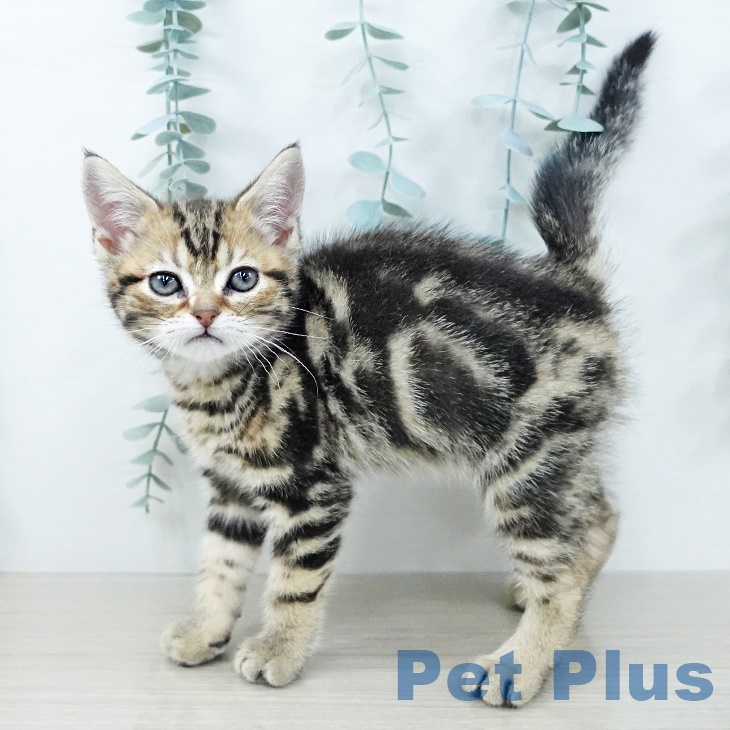 アメリカンショートヘアの写真2