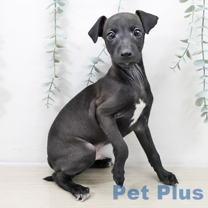 イタリアン・グレーハウンド