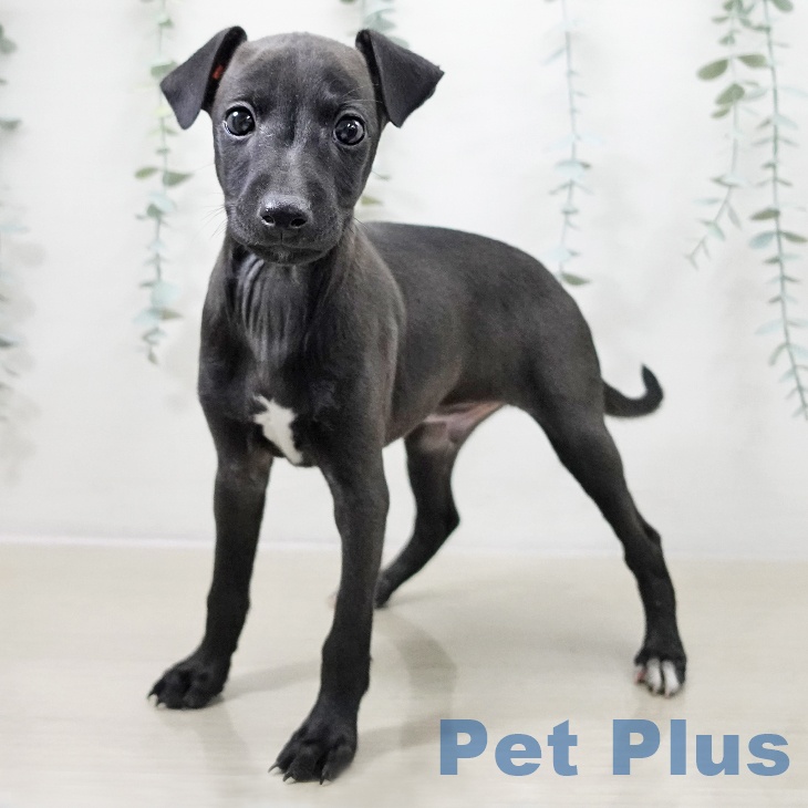 イタリアン・グレーハウンドの写真2