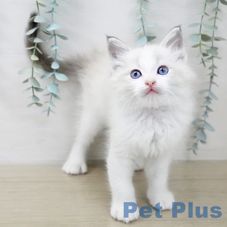 ラグドールの写真2