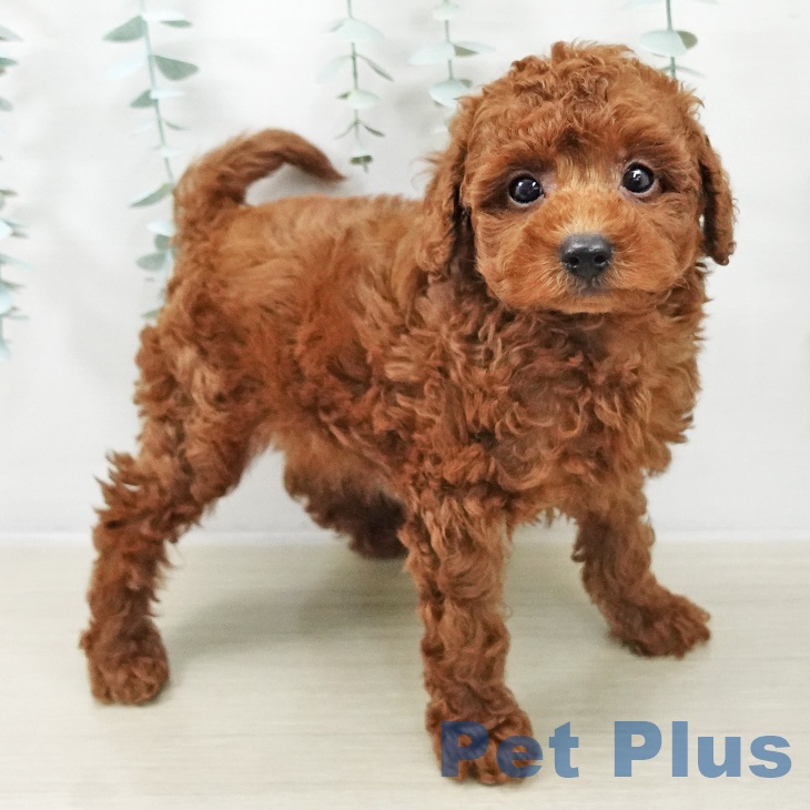 トイ・プードル