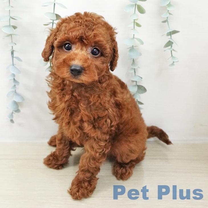 トイ・プードルの写真2