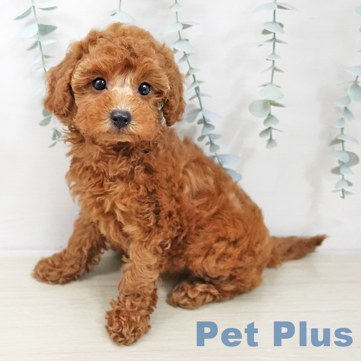 トイ・プードル