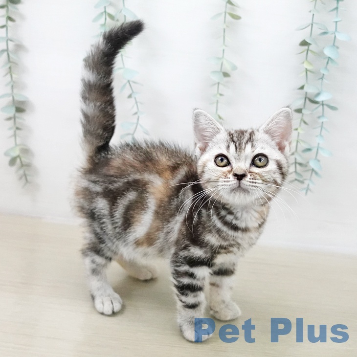 アメリカンショートヘア