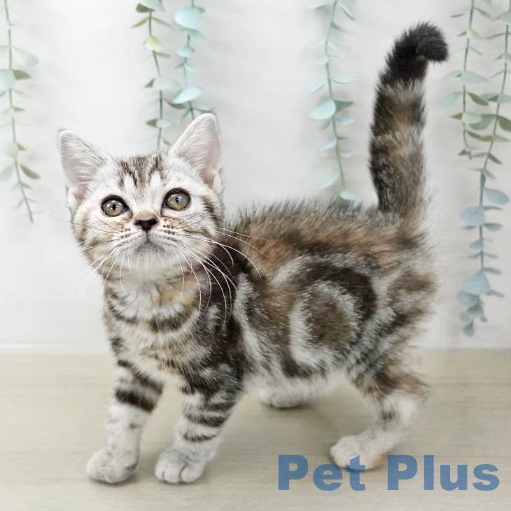 アメリカンショートヘア