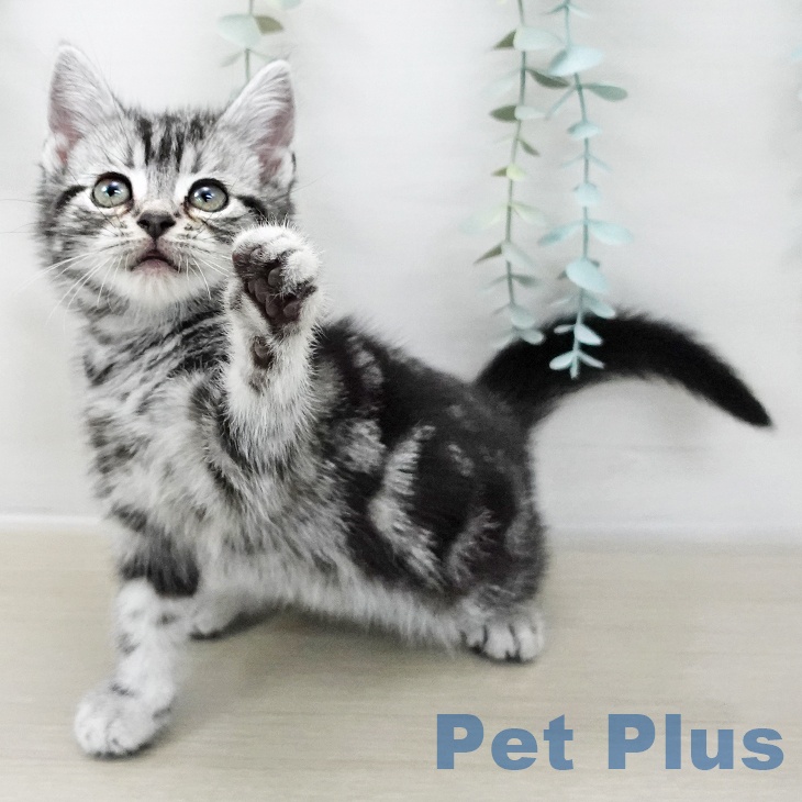 アメリカンショートヘア