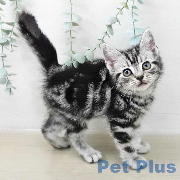 アメリカンショートヘアの写真2