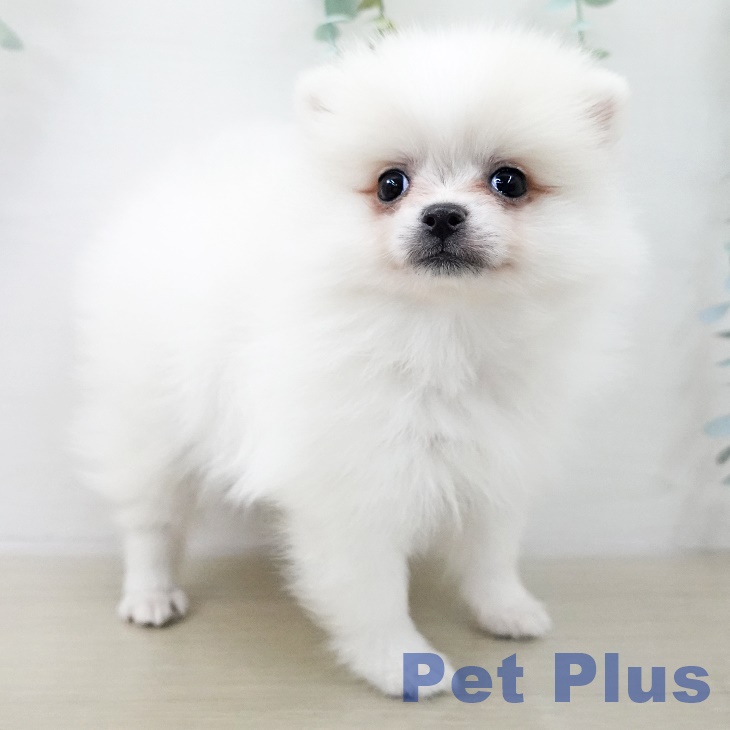 ポメラニアンの写真2