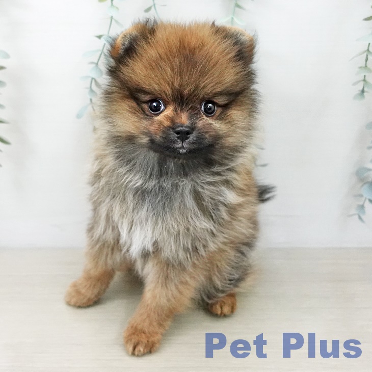 ポメラニアンの写真2