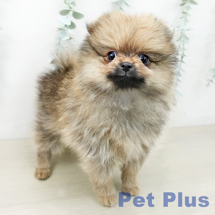 ポメラニアンの写真2