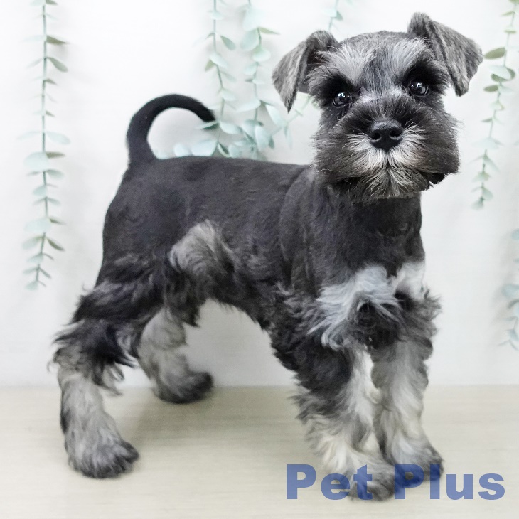 ミニチュア・シュナウザーの写真2