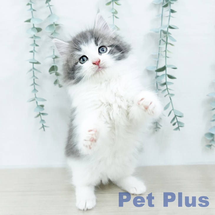 ノルウェージャンフォレストキャットの写真2