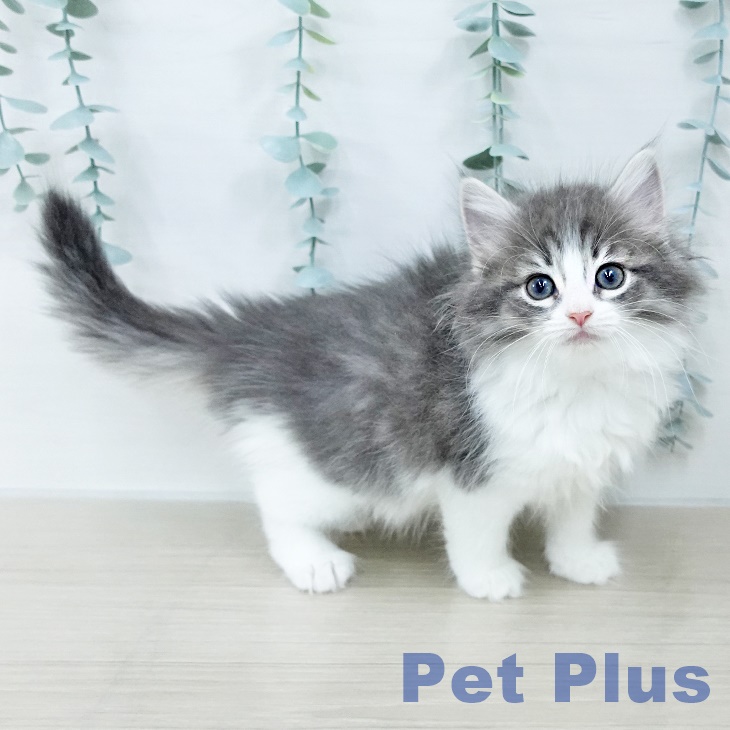 ノルウェージャンフォレストキャットの写真2