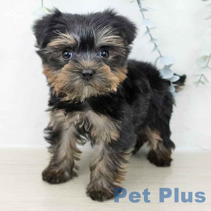 ヨークシャー・テリア