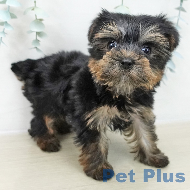 ヨークシャー・テリアの写真2