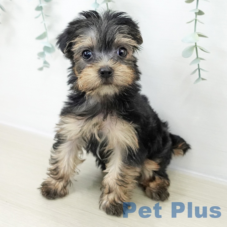 ヨークシャー・テリア