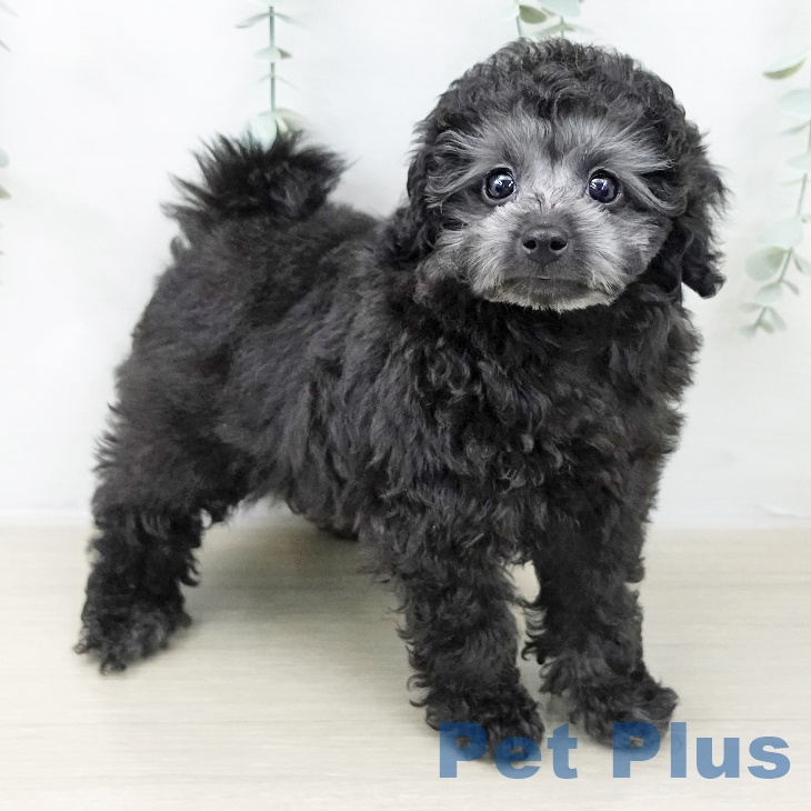 トイ・プードル