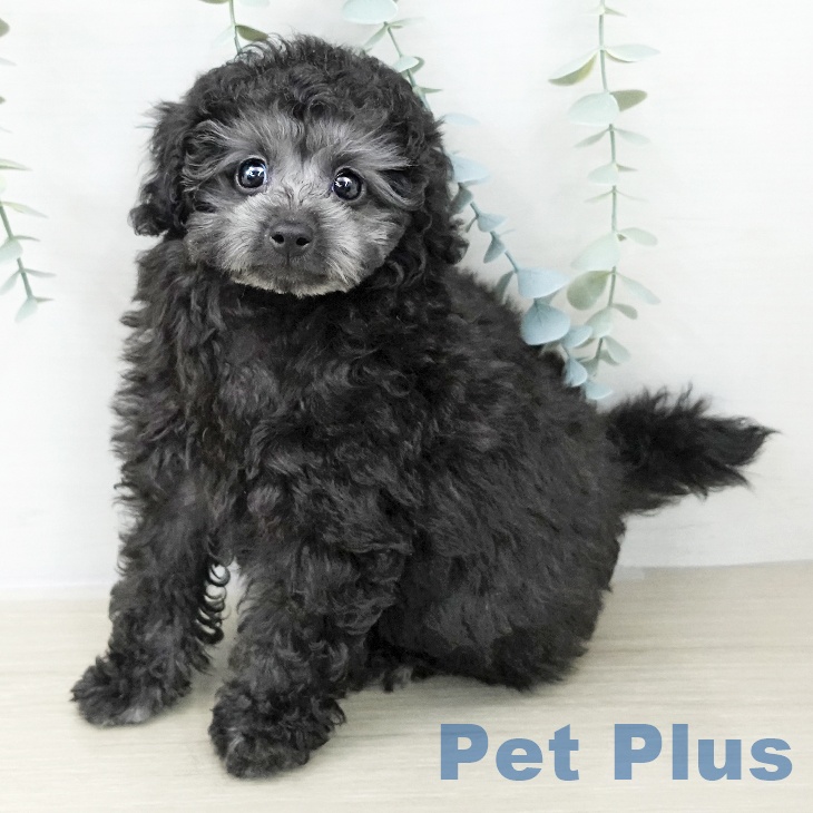 トイ・プードルの写真2