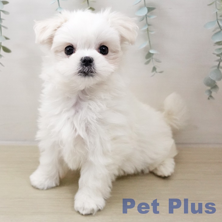 マルチーズの写真2