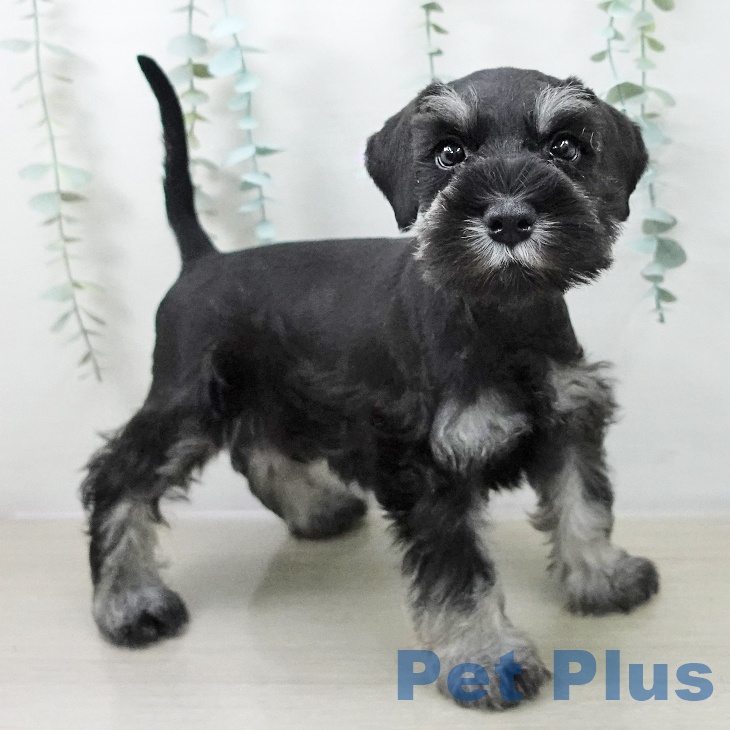 ミニチュア・シュナウザー