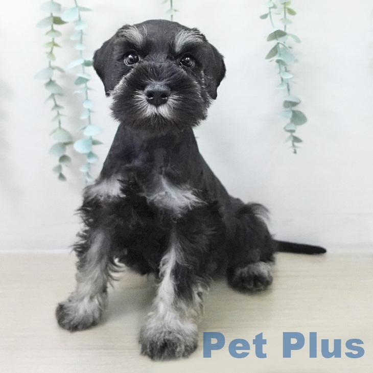 ミニチュア・シュナウザーの写真2