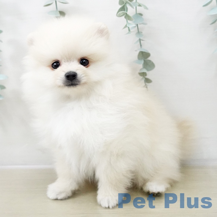 ポメラニアンの写真2