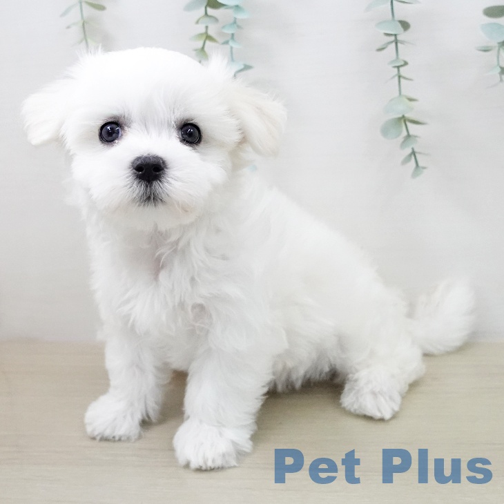 マルチーズの写真2