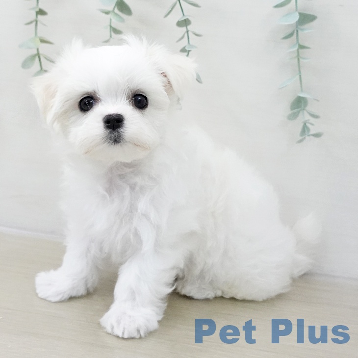 マルチーズの写真2